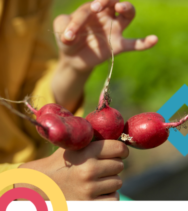 mani di ragazzo che tengono 4 ravanelli
