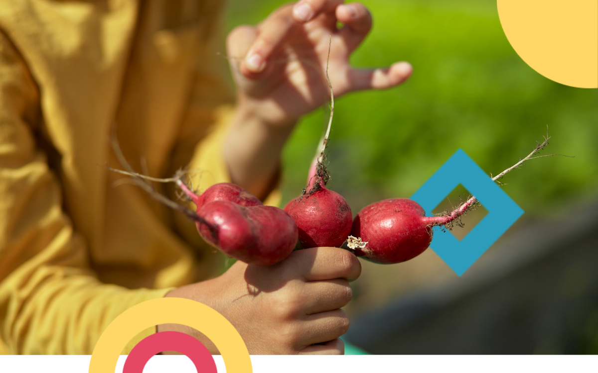 mani di ragazzo che tengono 4 ravanelli